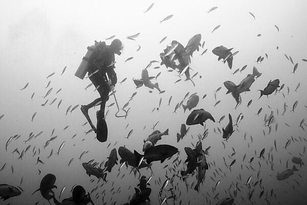 Scuba diver feeding Snappers