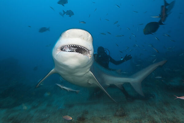 Bull Shark
