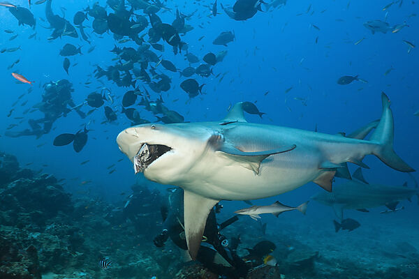 Bull Shark
