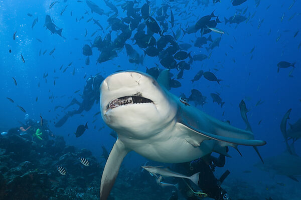 Bull Shark