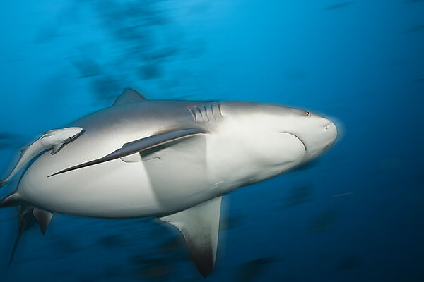 Bull Shark
