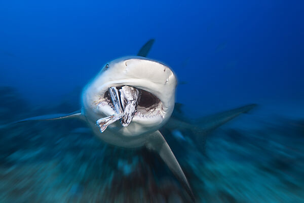 Bull Shark