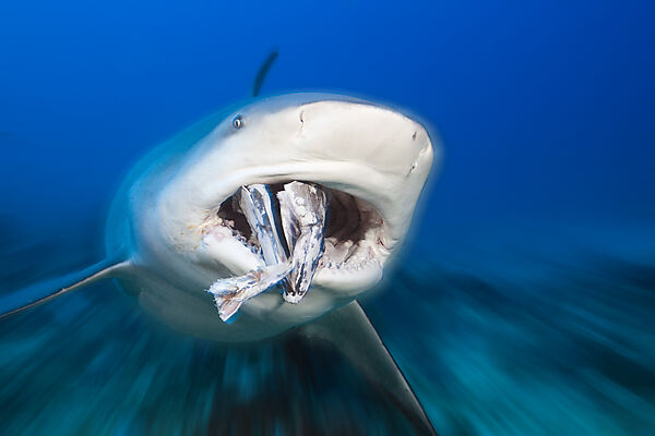 Bull Shark