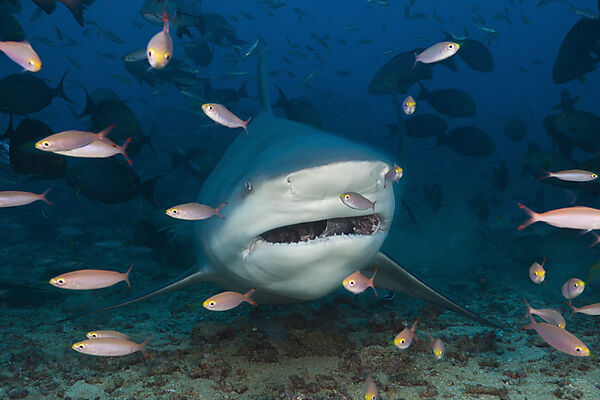 Bull Shark