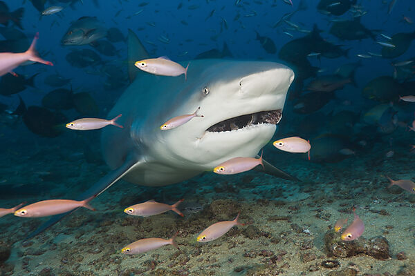 Bull Shark