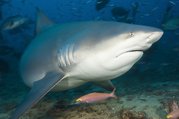 Bull Shark