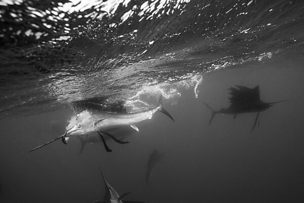 Sailfish hunting Sardines