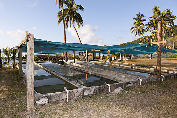 Giant Clam Farm