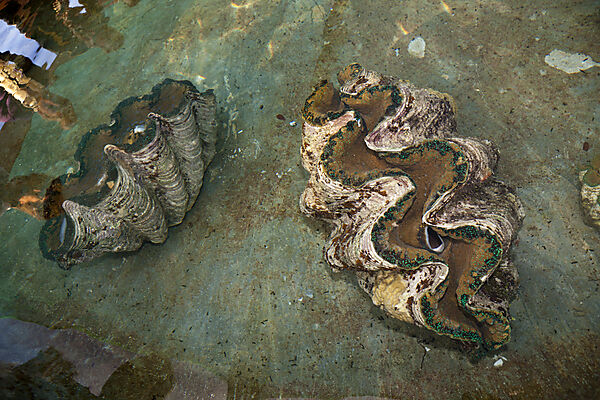 Giant Clam Farm