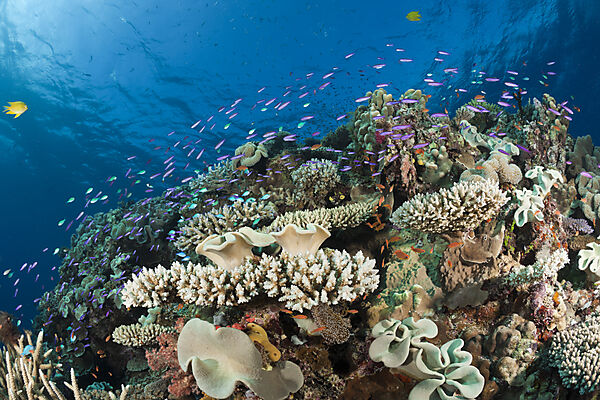 Species-rich Coral Reef