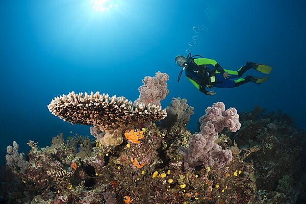 Scuba Diver over Coral Reef