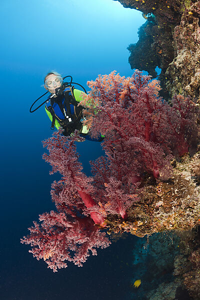 Scuba Diver and red Soft Corals