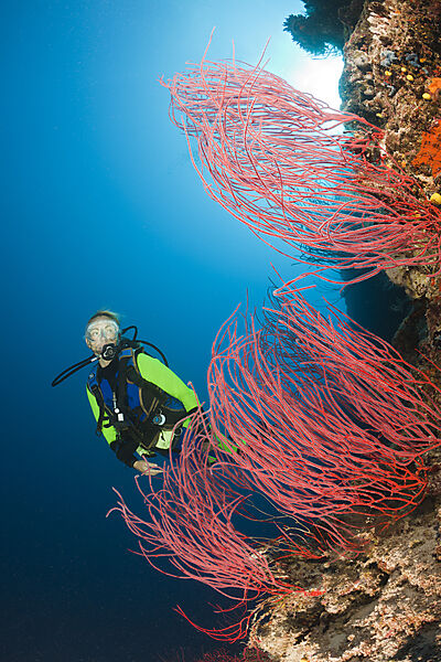 Scuba Diver and red Whip Corals