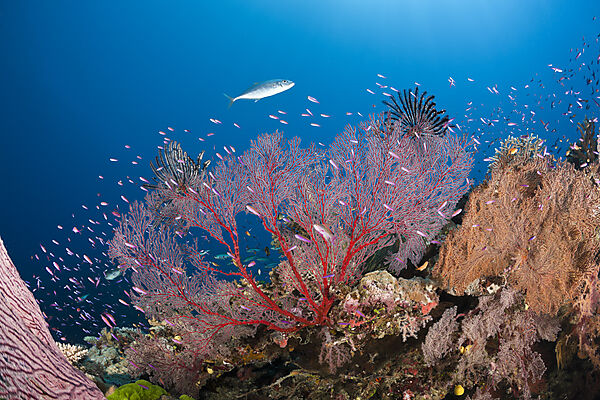 Sea Fan in Coral Reef
