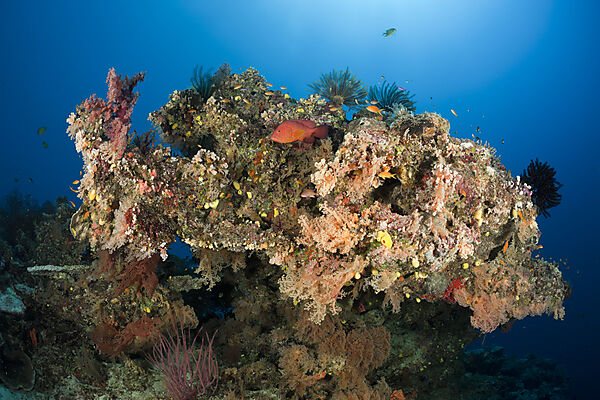 Coral Reef