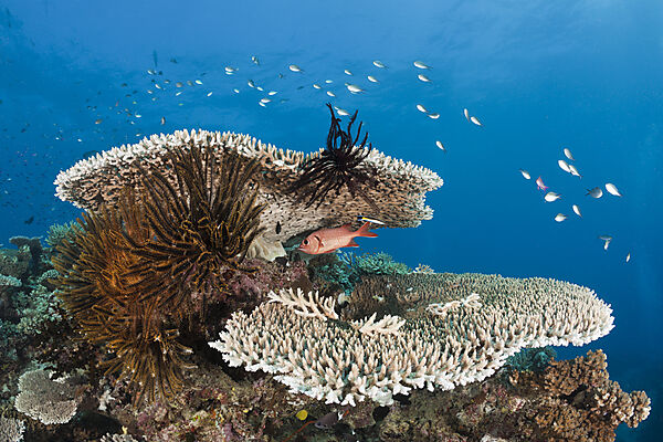 Coral Reef