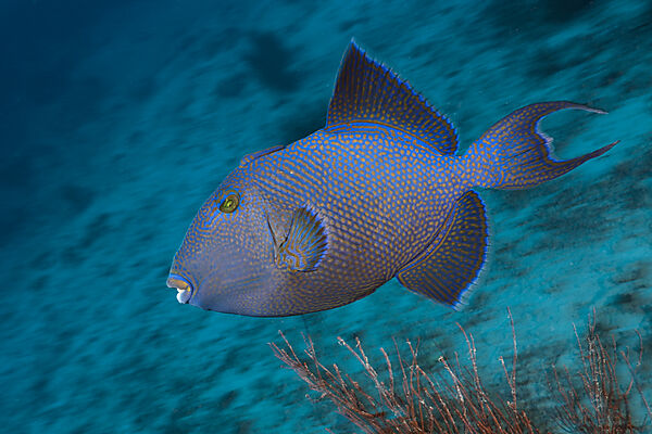 Blaustreifen-Drueckerfisch