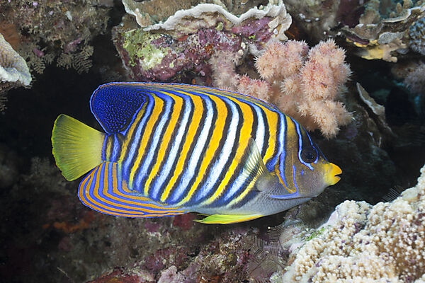 Pfauenaugen-Kaiserfisch