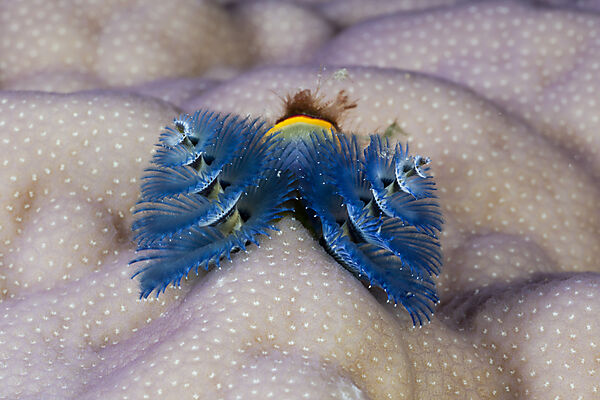 Blauer Spiralroehrenwurm