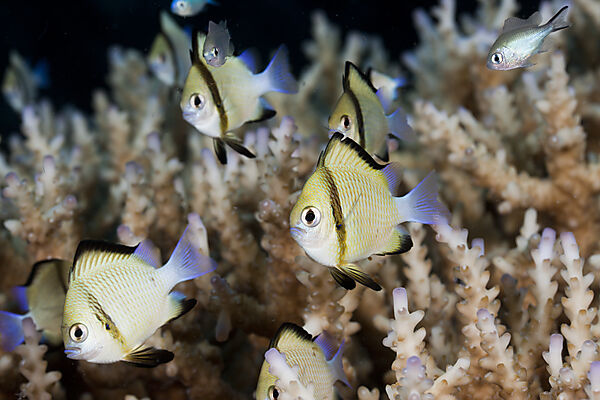 Reticulated Dascyllus