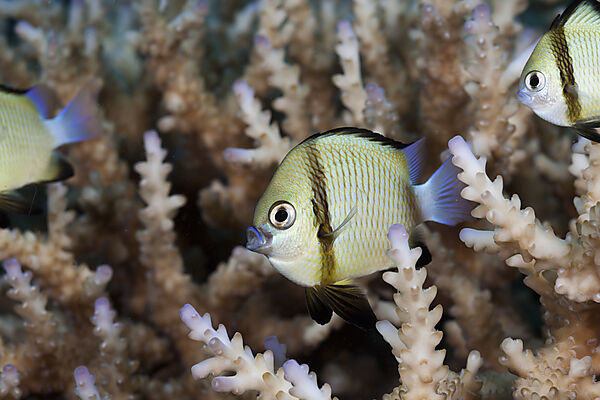 Reticulated Dascyllus