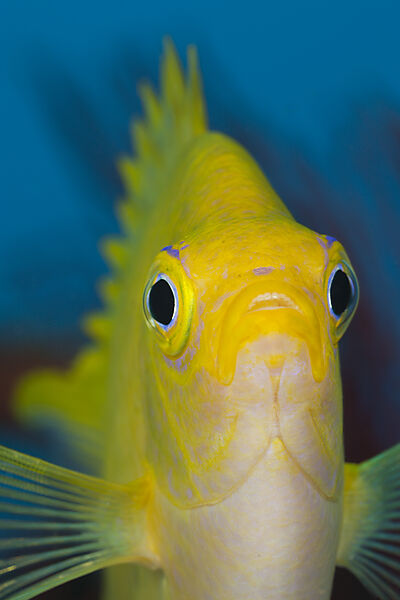 Golden Damsel