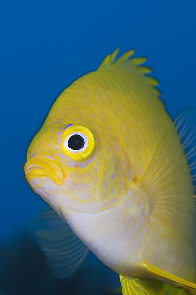 Golden Damsel