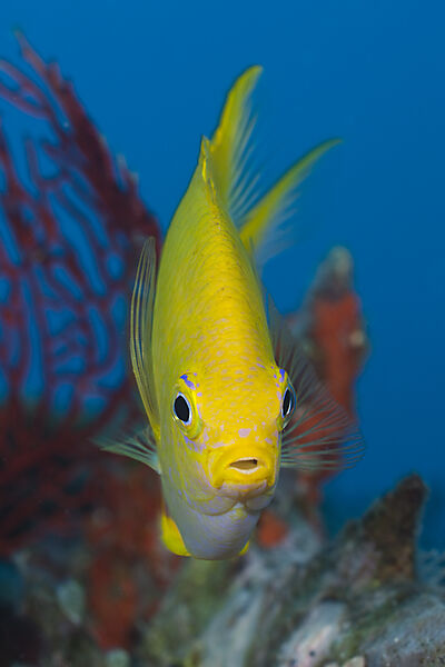Golden Damsel