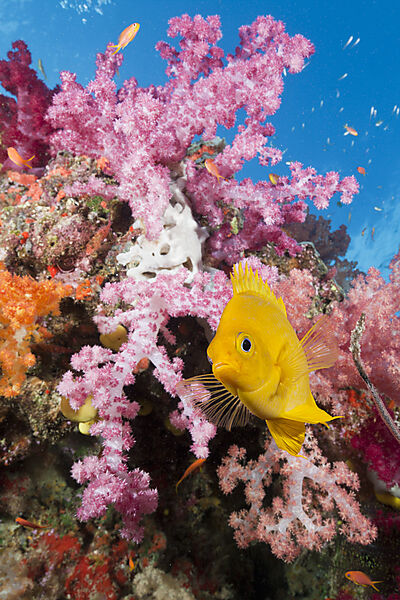 Golden Damsel in Coral Reef