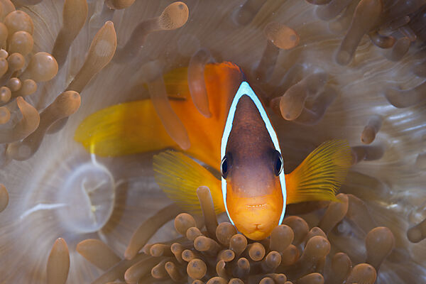 Weissbinden-Anemonenfisch