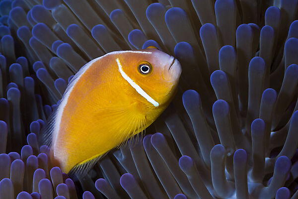 Halsband-Anemonenfisch