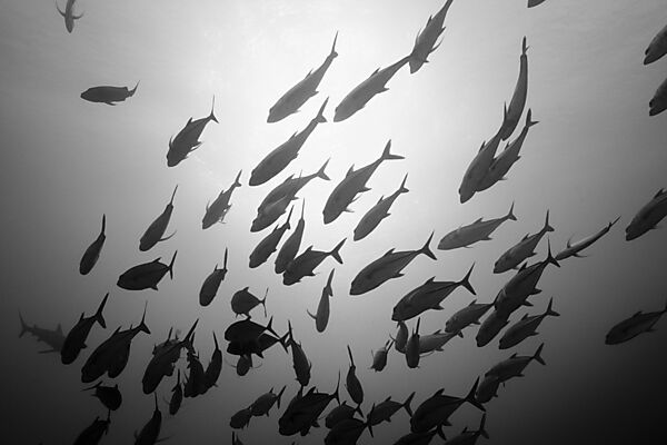 Shoal of Bigeye Trevally