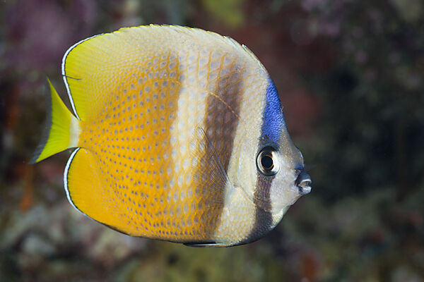 Kleins Butterflyfish