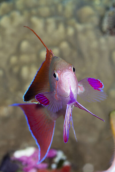 Lyretail Anthias