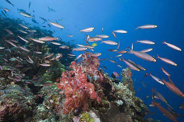 Banana Fusilier over Reef