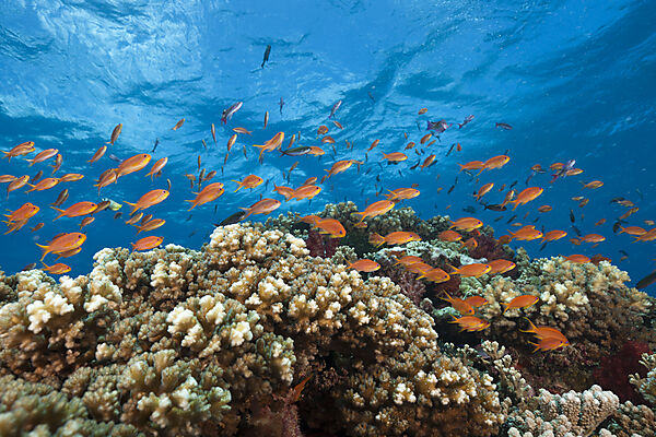 Lyretail Anthias in Coral Reef