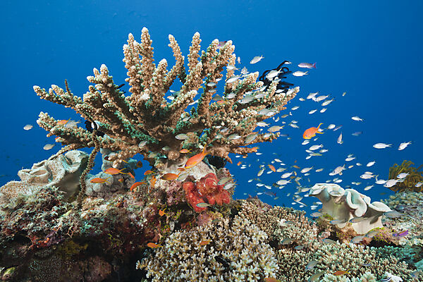 Coral Reef