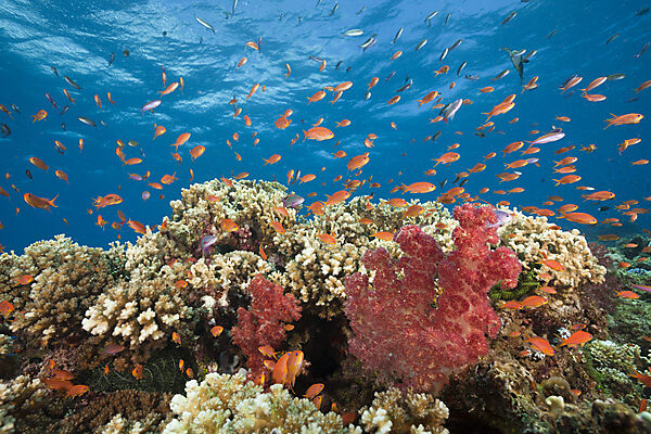 Lyretail Anthias in Coral Reef