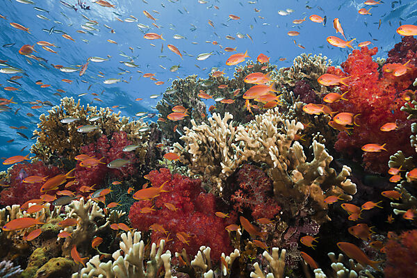 Lyretail Anthias in Coral Reef