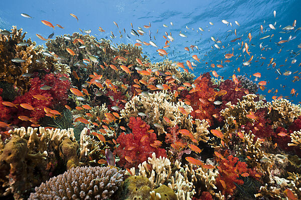 Lyretail Anthias in Coral Reef
