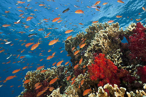 Lyretail Anthias in Coral Reef