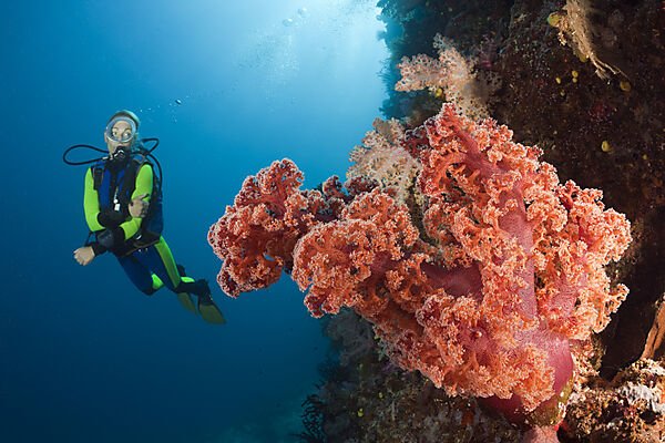 Scuba Diver and Coral Reef
