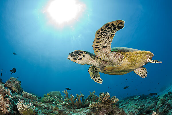 Echte Karettschildkroete