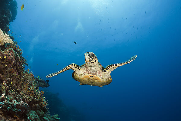 Echte Karettschildkroete