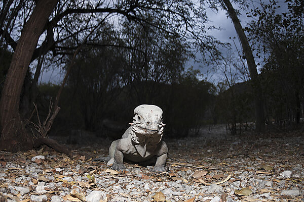 Rhinoceros Iguana