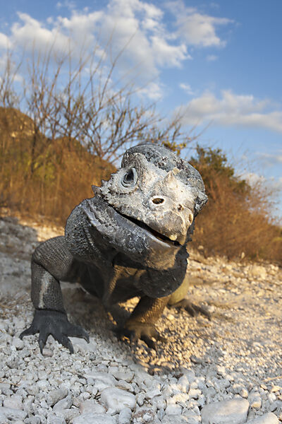 Rhinoceros Iguana
