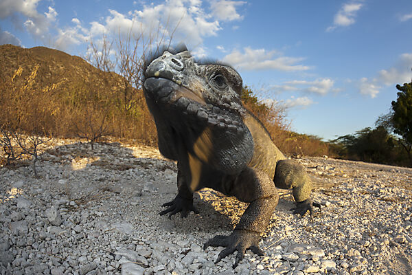 Rhinoceros Iguana
