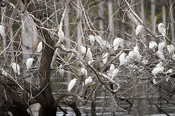 Bird Colony at Saltlake Lago Enriquillo