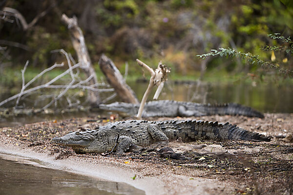 American Crocodile at Saltlake Lago Enriquillo