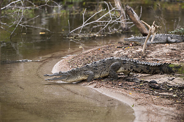 American Crocodile at Saltlake Lago Enriquillo